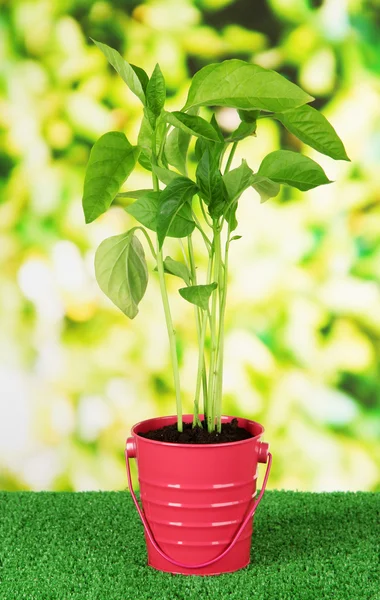 Young plant in bucket on grass on bright background