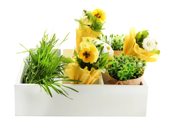 Hermosas flores de primavera y hierba en caja de madera aislada en blanco — Foto de Stock
