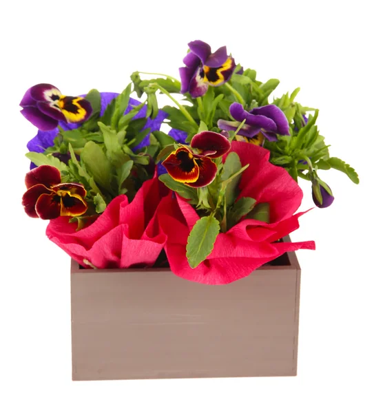 Beautiful pansies flowers in wooden crate isolated on white — Stock Photo, Image