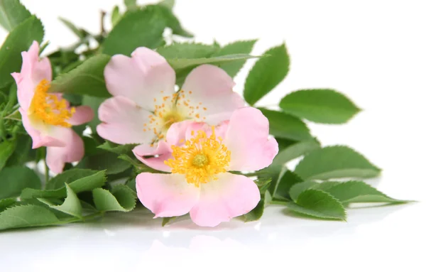 Flores de rosa de cadera, aisladas en blanco — Foto de Stock
