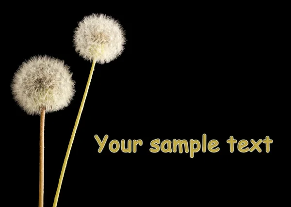 Beautiful dandelions with seeds on black background — Stock Photo, Image