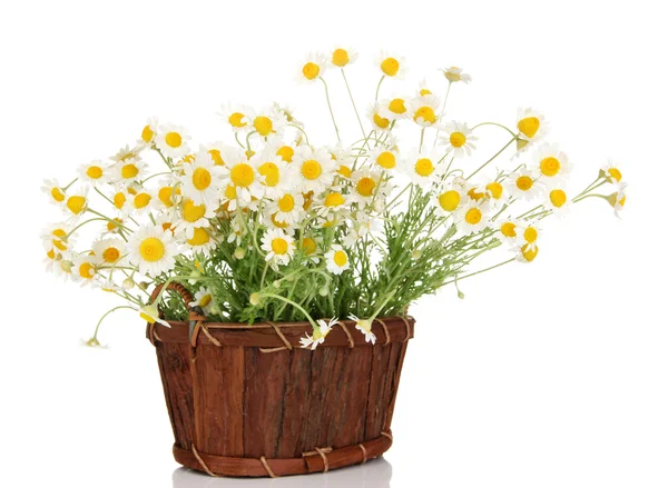 Small chamomiles in wicker basket isolated on white — Stock Photo, Image