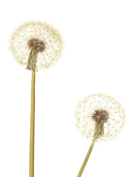 Dandelions isolated on white — Stock Photo, Image