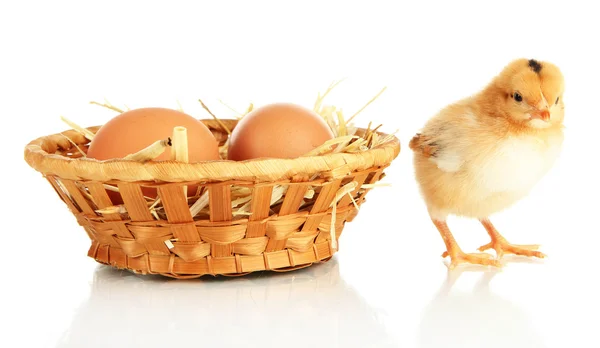 Little chicken with eggs in wicker basket isolated on white — Stock Photo, Image