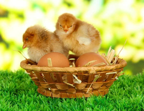 Little chickens with eggs in wicker basket on grass on bright background — Stock Photo, Image