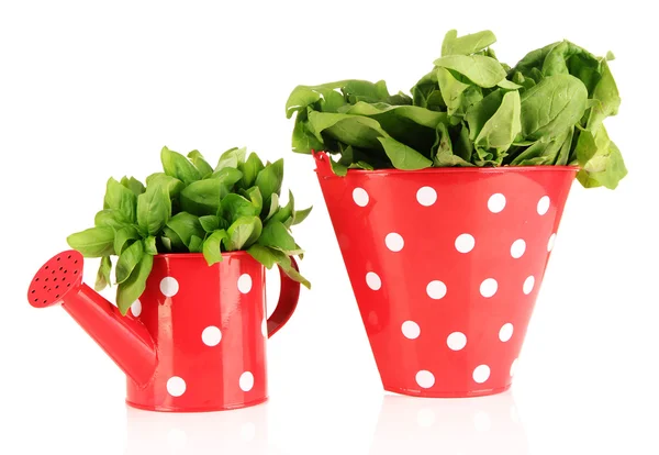 Fresh herbs in colorful watering can and pail isolated on white — Stock Photo, Image