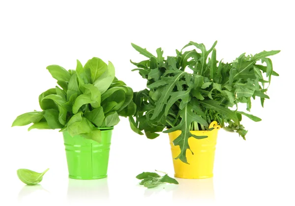 Fresh herb in colorful pails isolated on white — Stock Photo, Image