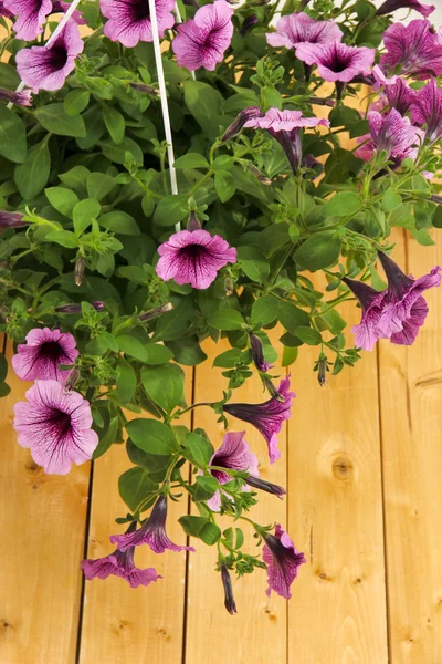 Petunia púrpura en maceta sobre fondo de madera — Foto de Stock