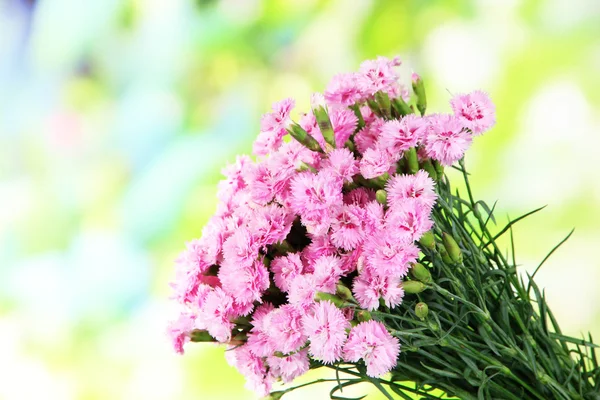 Mnoho malých pink hřebíček na pozadí přírody — Stock fotografie