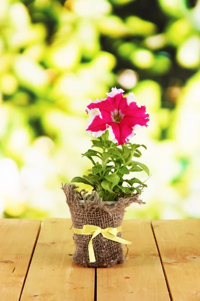 Petunia en maceta sobre mesa de madera sobre fondo natural —  Fotos de Stock