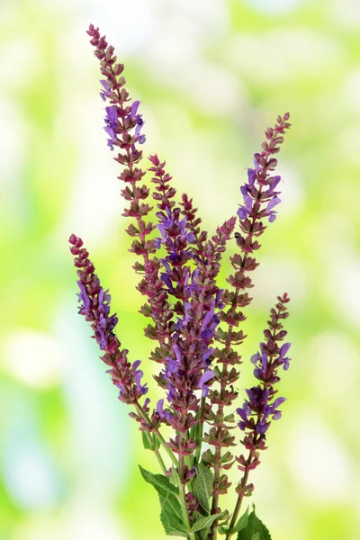 Flores Salvia em fundo natural — Fotografia de Stock