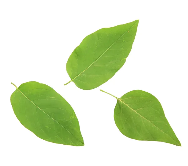 Feuilles vertes isolées sur blanc — Photo