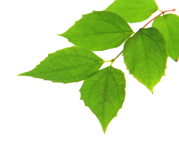 Πράσινα φύλλα που απομονώνονται σε λευκό — Φωτογραφία Αρχείου