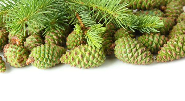 Green cones and fir tree isolated on white — Stock Photo, Image