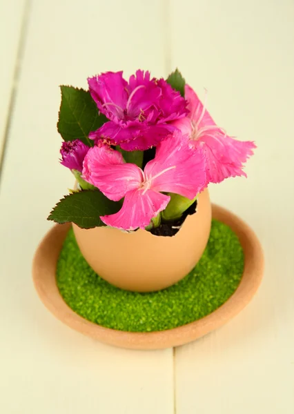 Flores que crecen de cáscara de huevo, sobre fondo de madera — Foto de Stock