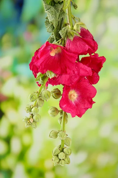 Pink mallow flowers in garden — Stock Photo, Image