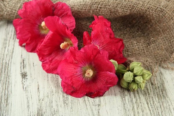 木製の背景にピンク アオイ科の植物の花 — ストック写真