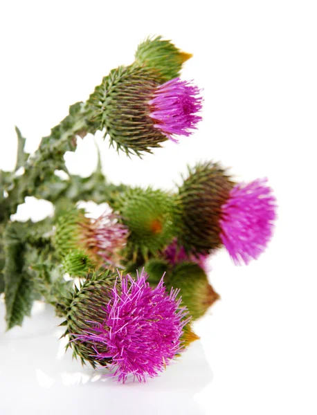 Flores de cardo aisladas en blanco — Foto de Stock