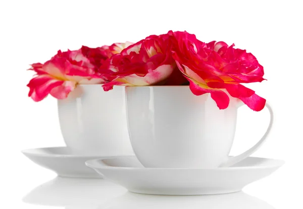 Rosas en copas aisladas en blanco — Foto de Stock