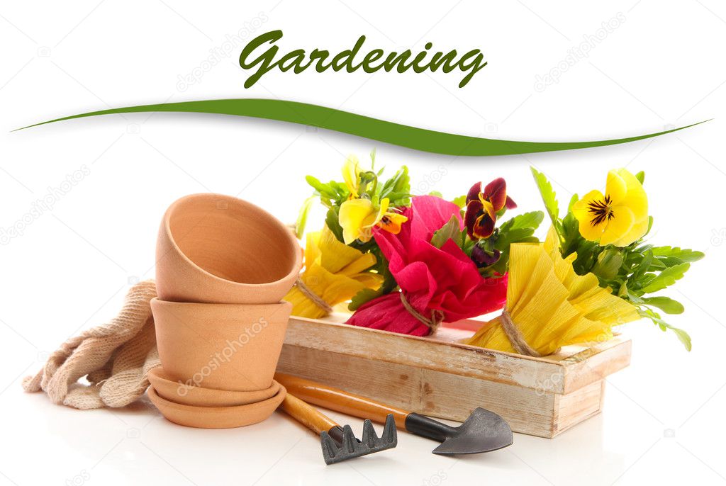 Beautiful spring flowers in wooden crate and gardening tools isolated on white