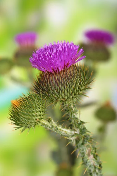 Thistle bloemen op aard achtergrond — Stockfoto