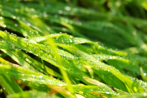 Bella erba verde con rugiada, da vicino — Foto Stock