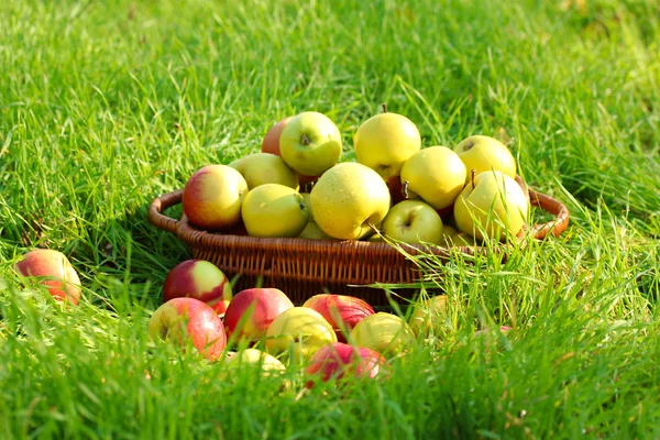 Basket of fresh ripe apples in garden on green grass — Stock Photo, Image