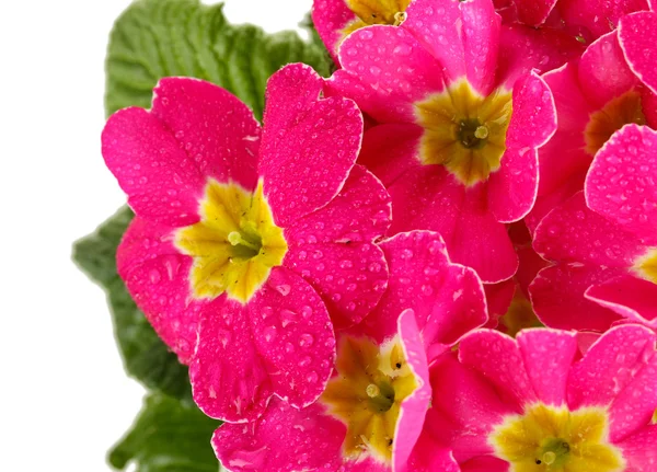 Vakker rosa primula, isolert på hvit – stockfoto