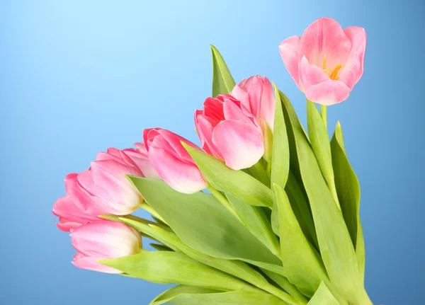 Pink tulips on blue background — Stock Photo, Image