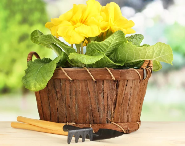 Bela primula amarela na cesta na mesa de madeira no fundo verde — Fotografia de Stock