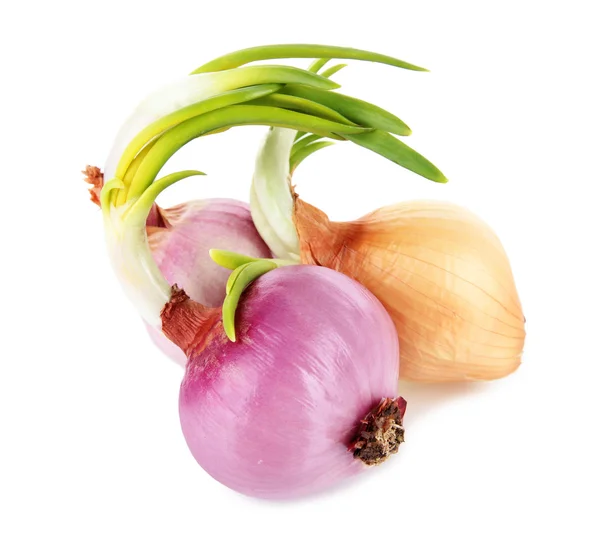 Sprouting onions isolated on white — Stock Photo, Image