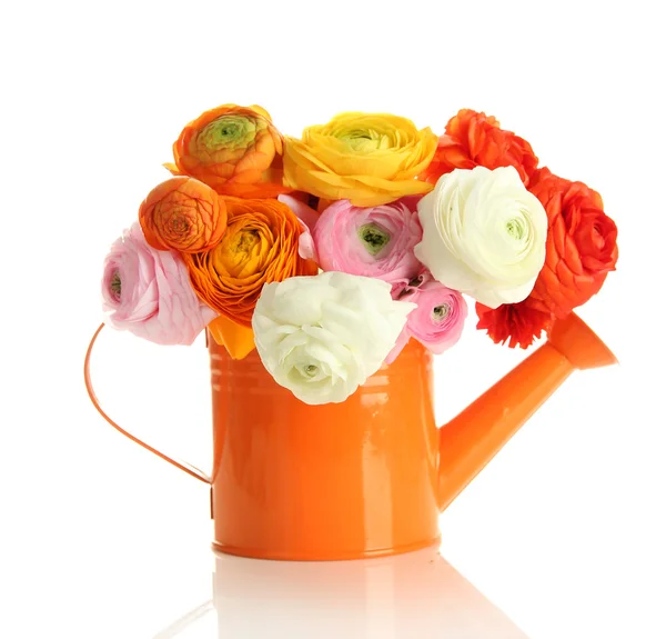 Ranunculus (persian buttercups) in watering can, isolated on white — Stock Photo, Image