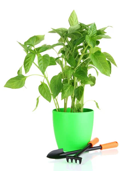 Pepper seedlings with garden tools isolated on white — Stock Photo, Image