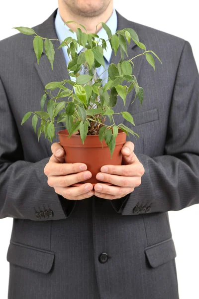 Young businessman with plant isolated on whit — Stock Photo, Image