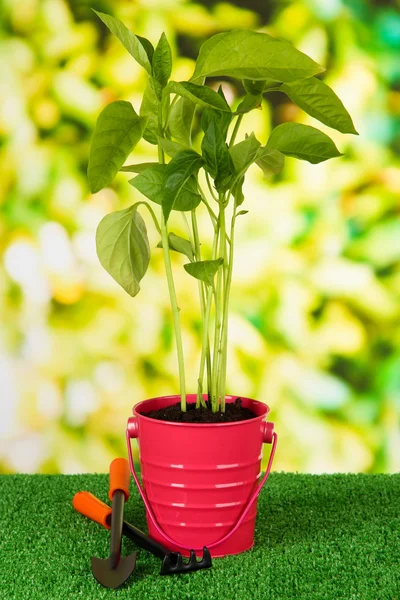 Jovem planta em balde na grama no fundo brilhante — Fotografia de Stock