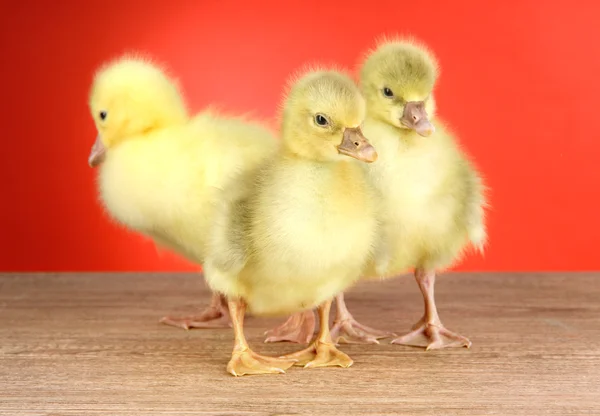 Kleine eendjes op tafel op rode achtergrond — Stockfoto