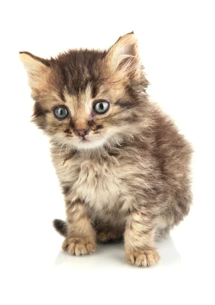 Pequeño gatito aislado en blanco — Foto de Stock