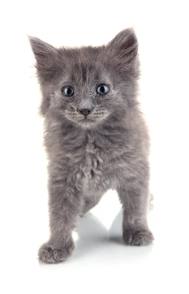 Kleines graues Kätzchen isoliert auf weiß — Stockfoto