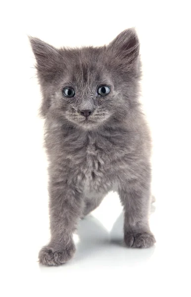 Piccolo gattino grigio isolato su bianco — Foto Stock