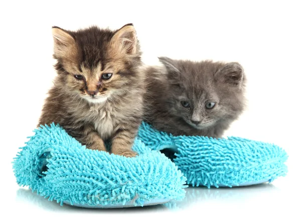 Small kittens sits on house slippers isolated on white — Stock Photo, Image
