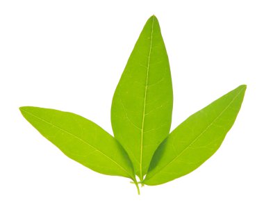 yeşil yapraklar beyaz üzerinde izole