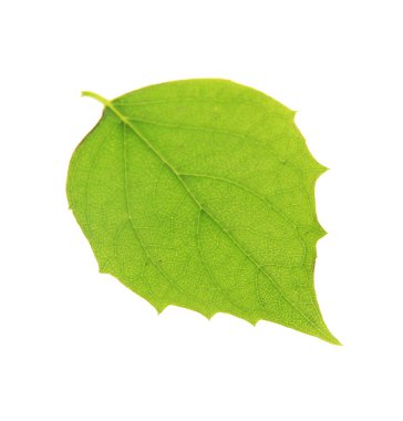 yeşil yaprak beyaz üzerinde izole