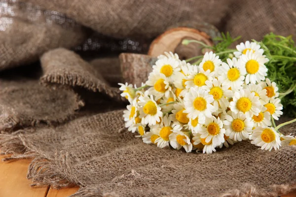 Many chamomile on sacking background — Stock Photo, Image