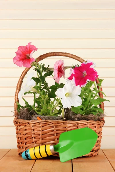 Petunias in pots in basket on wooden background — Stok fotoğraf