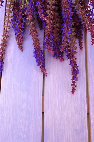 Salvia bloemen op paarse houten achtergrond — Stockfoto