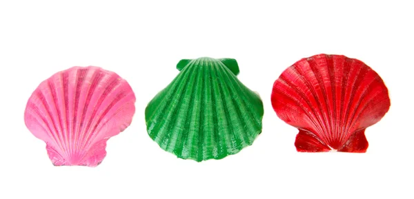 Coquillages colorés, isolés sur blanc — Photo