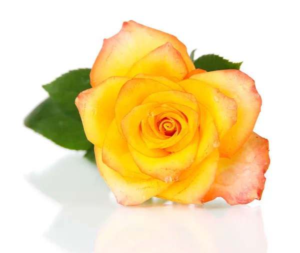 Schöne Rose isoliert auf weiß — Stockfoto