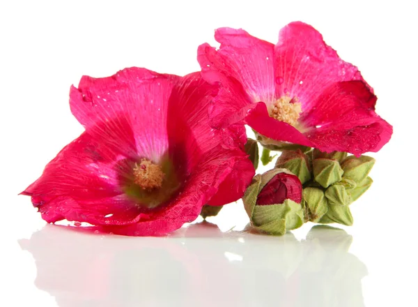 Pink mallow flowers, isolated on white — Stock Photo, Image