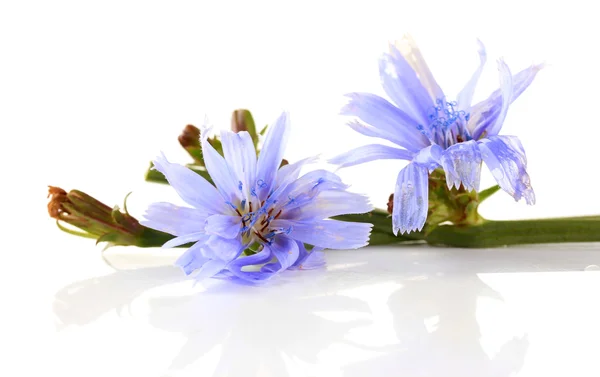 Cichorei bloemen, geïsoleerd op wit — Stockfoto