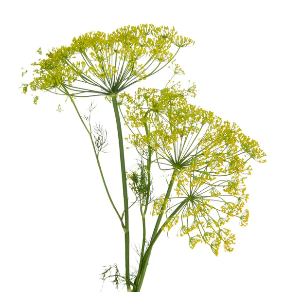 Dill flower isolated on white — Stock Photo, Image